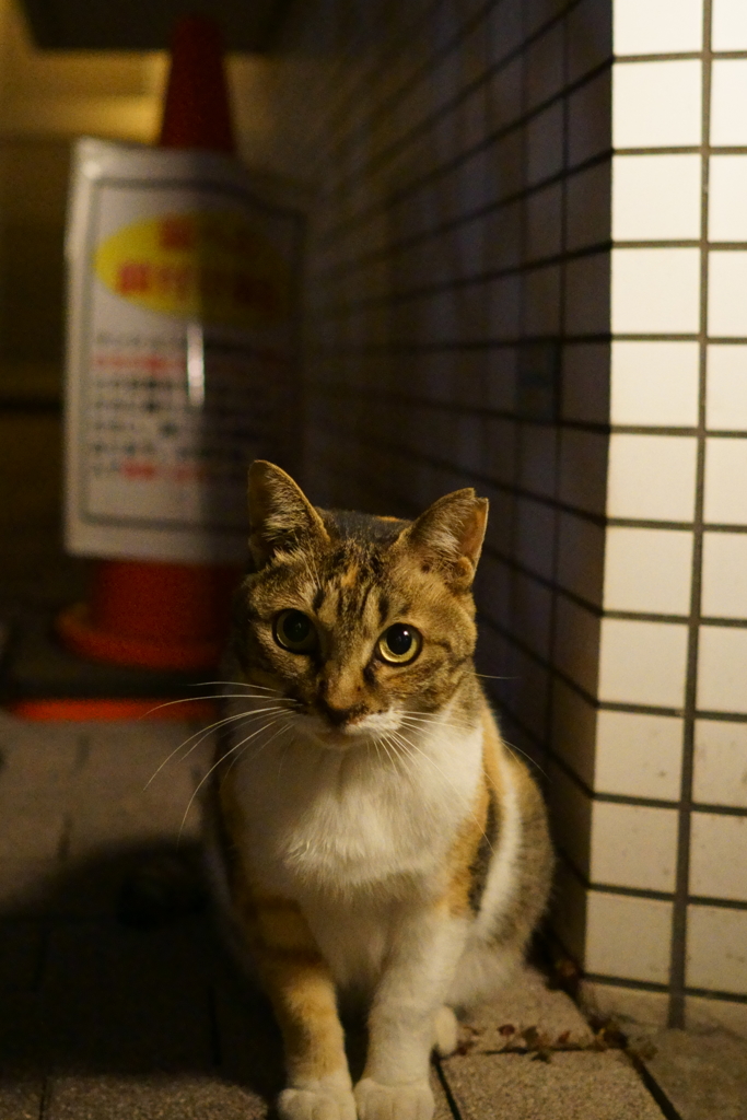 田町駅近くの猫