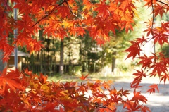 去年静岡の川根本町で撮った紅葉