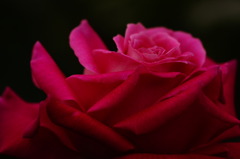 赤薔薇