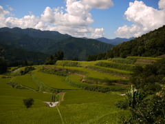 晩夏の棚田