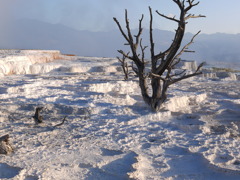 テラスを見守る木