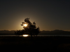 湖を見下ろす樹