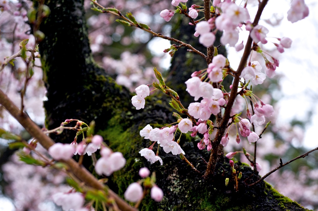 曇り桜