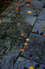 秋を感じる神社の道