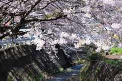 今年も綺麗に