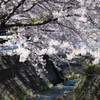 今年も綺麗に
