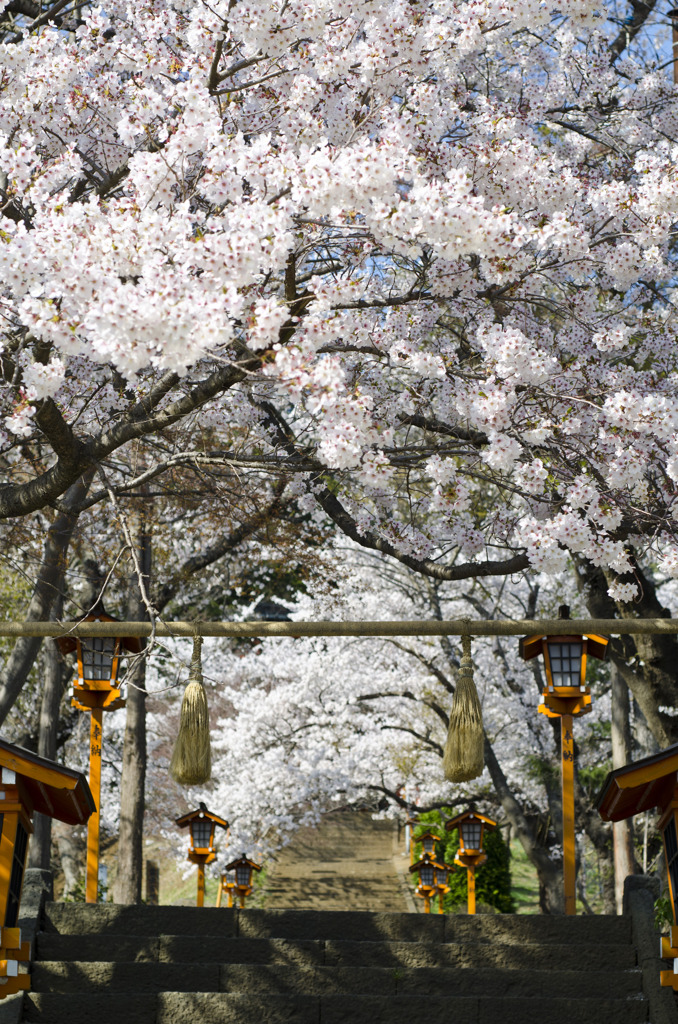 桜道