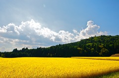 大地の恵　修正