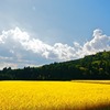 大地の恵　修正