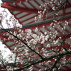 咲きはじめた