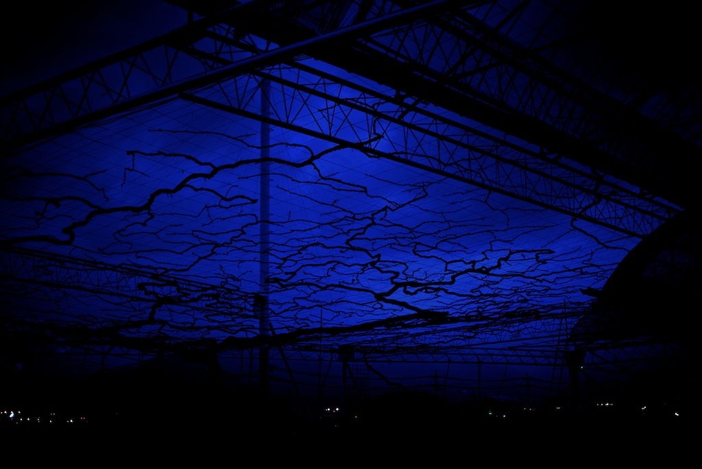 空を這う