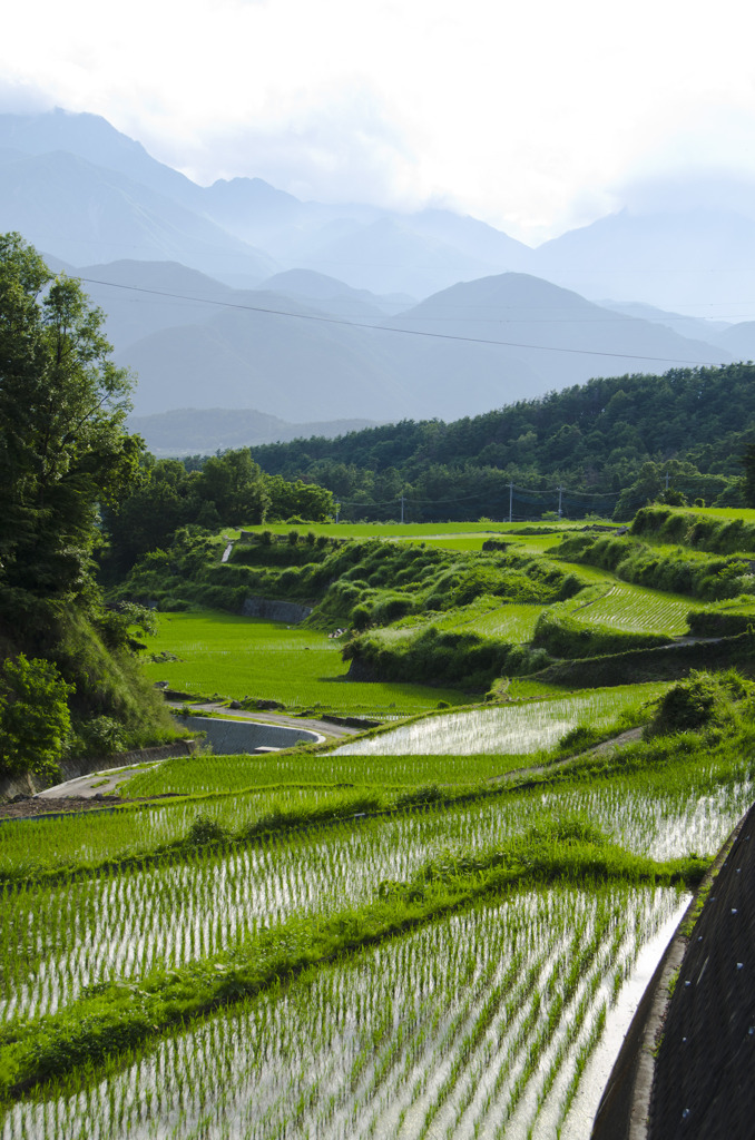 山間の水田