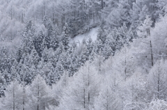 霧氷