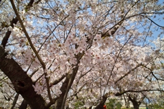 2011年04月13日　船橋市 海老川 桜02