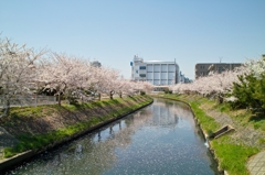 2011年04月13日　船橋市 海老川 桜01