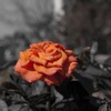 真っ赤な花