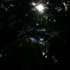 白川水源　陽の光