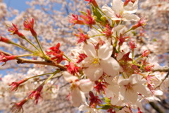 After bloom