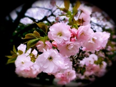 おめかし桜
