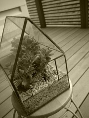 house of plants