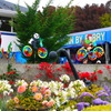 racing bicycles