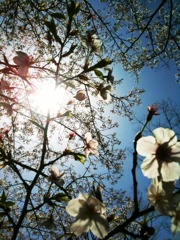 桜・太陽