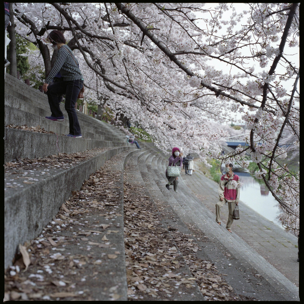 桜屋根