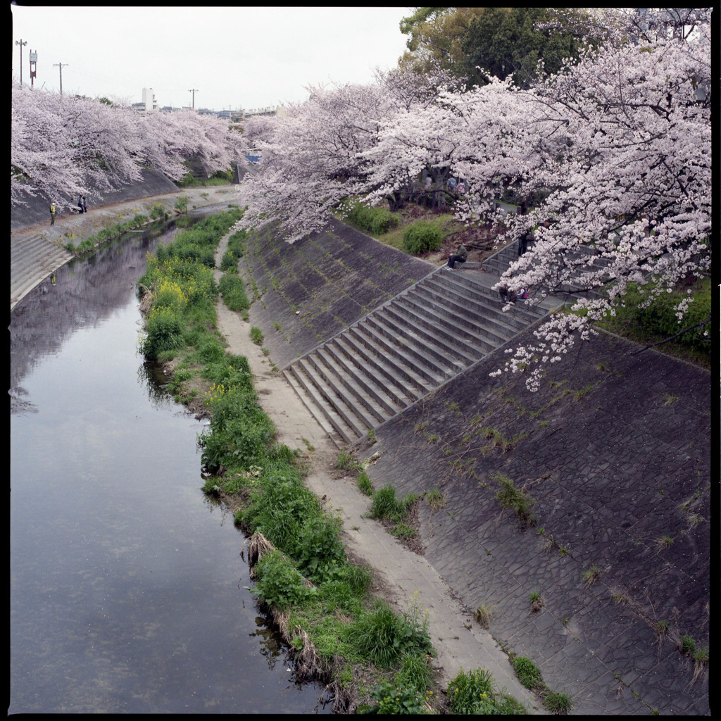 山崎川