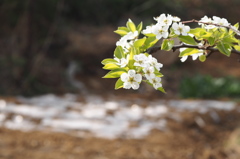 梨の花の咲くころ