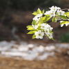 梨の花の咲くころ