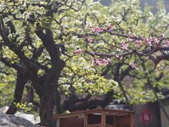 裏山の春