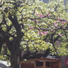 裏山の春