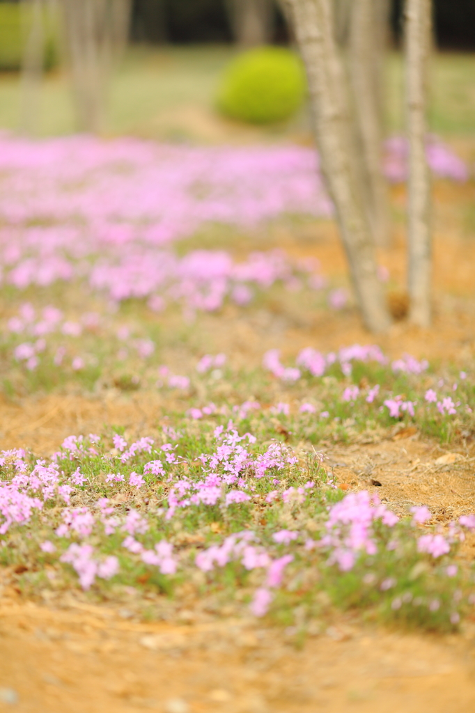 小さな花畑