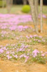 小さな花畑