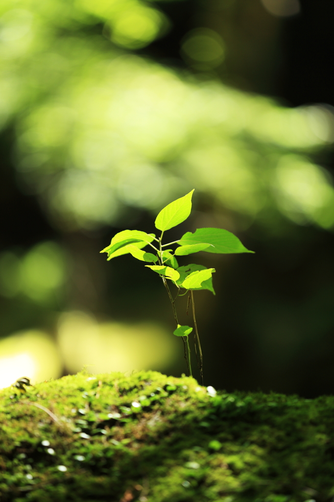 新芽のささやき