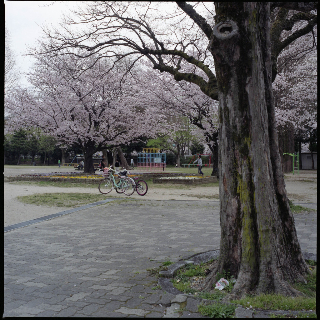 公園