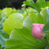 明日には咲くよ
