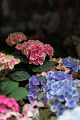 B1Fの紫陽花