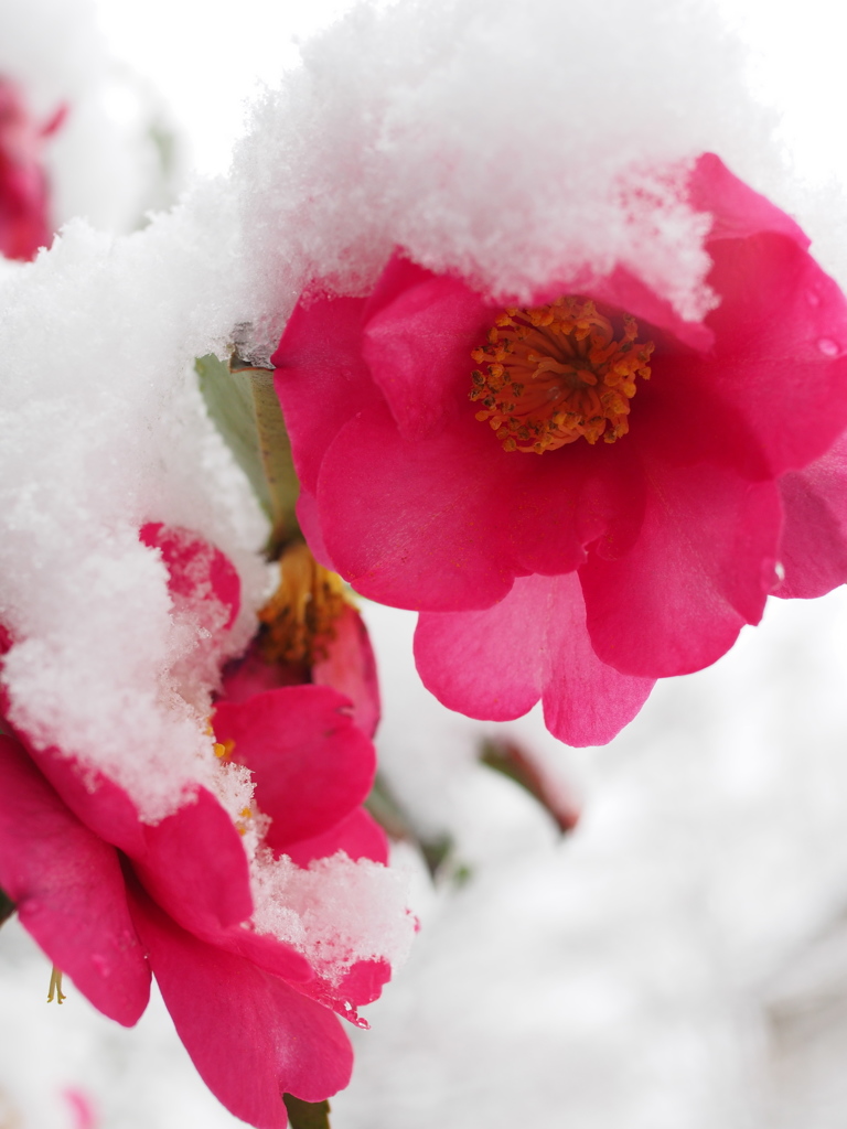 風雪