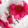 風雪