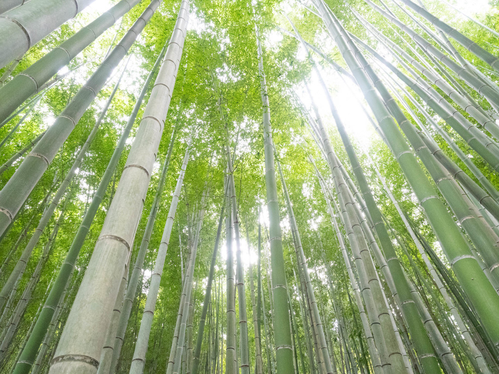 竹林にて
