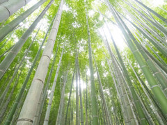 竹林にて