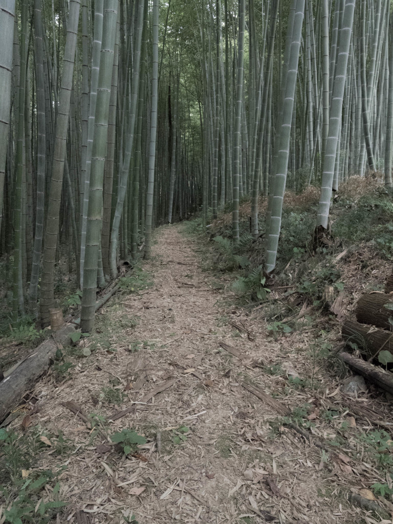 奥へ奥へ