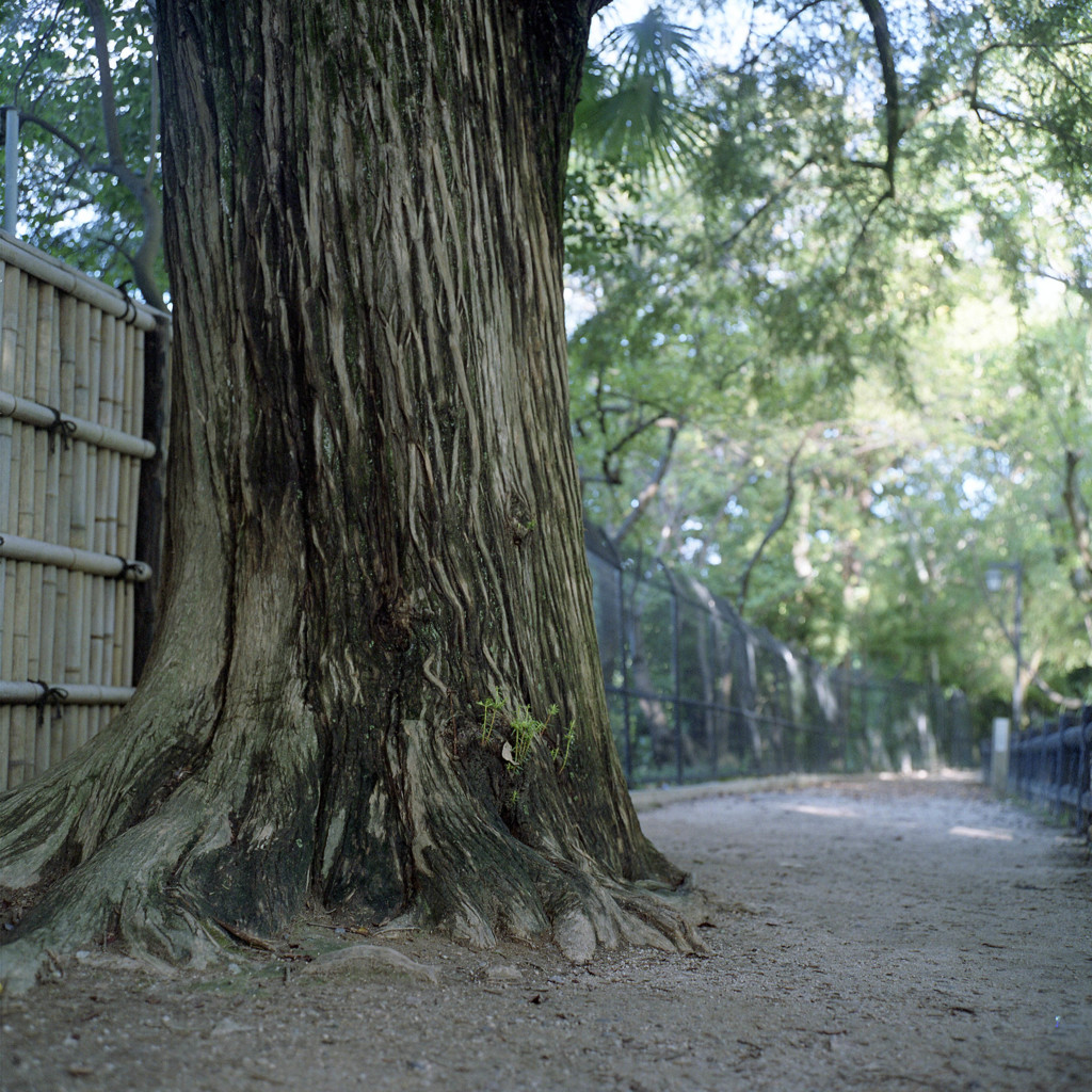 大树