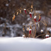 積雪