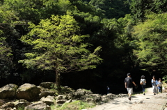 見守る木