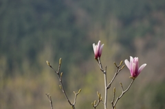 山に咲く