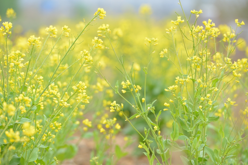 菜の花畑