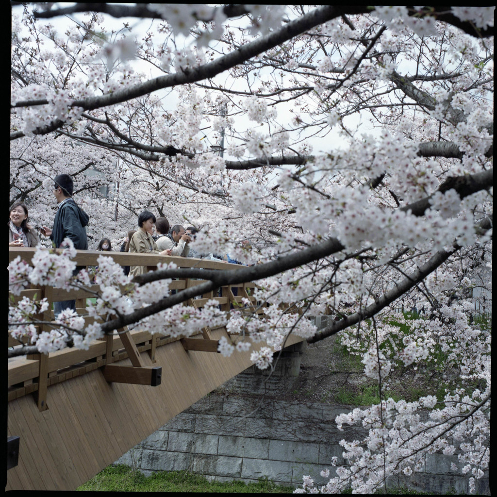 桜三昧