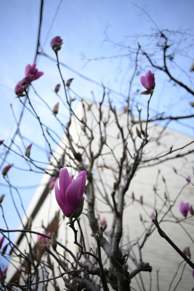 春を告げる花
